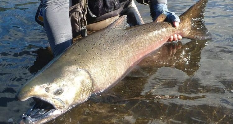 La Cámara de Diputados de Santa Cruz declaró al salmón chinook como especie exótica invasora