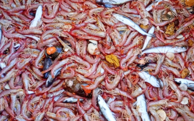 Santa Cruz, protagonista de un hito para el langostino argentino