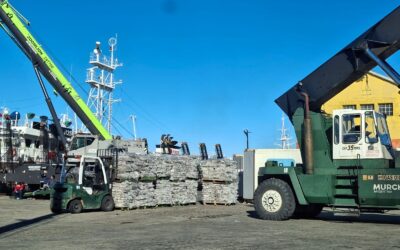 Puerto Deseado registra una de las mejores temporada de calamar desde 2014