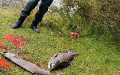 Refuerzan controles de pesca deportiva en la zona de El Chaltén