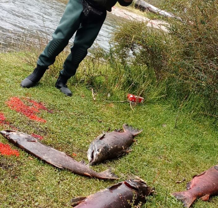 Refuerzan controles de pesca deportiva en la zona de El Chaltén