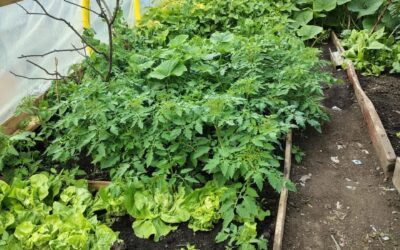 Avanza la segunda entrega de invernaderos sustentables en la Cuenca Carbonífera