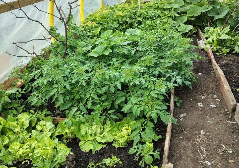 Avanza la segunda entrega de invernaderos sustentables en la Cuenca Carbonífera