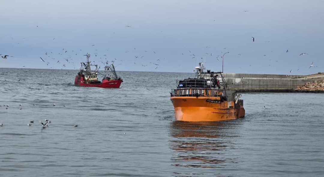 Autorizan la pesca experimental de sardina en Santa Cruz tras gestiones realizadas ante el Consejo Federal Pesquero