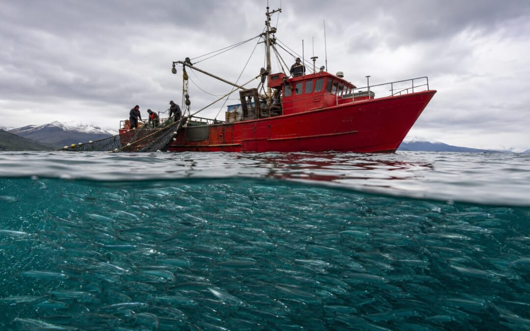 Cuatro permisos de pesca experimental de sardina fueguina operarán en aguas de Santa Cruz