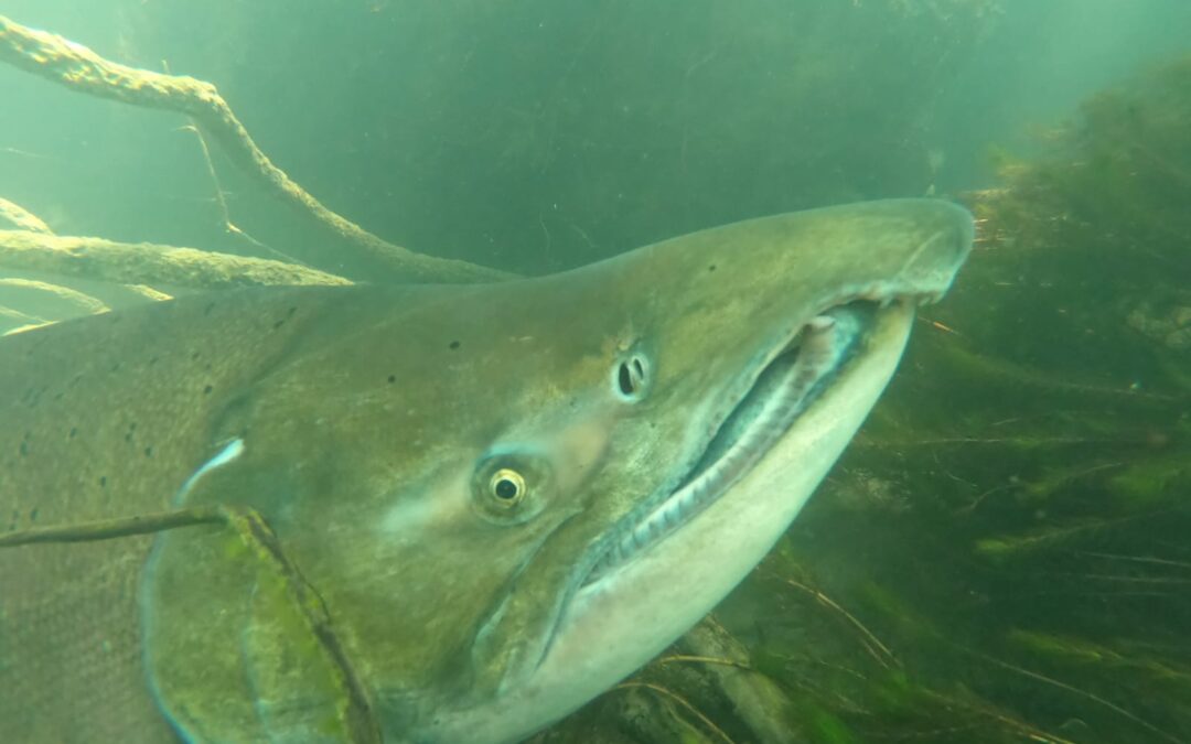 La Provincia puso en marcha el Registro Único de Operadores del Plan del Salmón Chinook